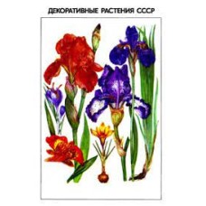 Головкин Б.Н. - Декоративные растения СССР - 1986